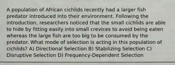 A population of African cichlids recently had a larger fish predator introduced into their environment. Following the introduction, researchers noticed that the small cichlids are able to hide by fitting easily into small crevices to avoid being eaten whereas the large fish are too big to be consumed by the predator. What mode of selection is acting in this population of cichlids? A) Directional Selection B) Stabilizing Selection C) Disruptive Selection D) Frequency-Dependent Selection