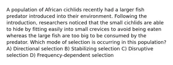 A population of African cichlids recently had a larger fish predator introduced into their environment. Following the introduction, researchers noticed that the small cichlids are able to hide by fitting easily into small crevices to avoid being eaten whereas the large fish are too big to be consumed by the predator. Which mode of selection is occurring in this population? A) Directional selection B) Stabilizing selection C) Disruptive selection D) Frequency-dependent selection