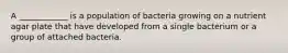 A ____________ is a population of bacteria growing on a nutrient agar plate that have developed from a single bacterium or a group of attached bacteria.