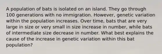 A population of bats is isolated on an island. They go through 100 generations with no immigration. However, genetic variation within the population increases. Over time, bats that are very large in size or very small in size increase in number, while bats of intermediate size decrease in number. What best explains the cause of the increase in genetic variation within this bat population?