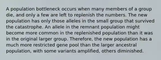 A population bottleneck occurs when many members of a group die, and only a few are left to replenish the numbers. The new population has only those alleles in the small group that survived the catastrophe. An allele in the remnant population might become more common in the replenished population than it was in the original larger group. Therefore, the new population has a much more restricted gene pool than the larger ancestral population, with some variants amplified, others diminished.