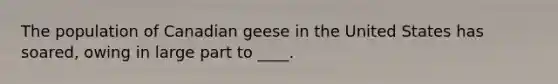 The population of Canadian geese in the United States has soared, owing in large part to ____.