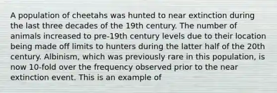 A population of cheetahs was hunted to near extinction during the last three decades of the 19th century. The number of animals increased to pre-19th century levels due to their location being made off limits to hunters during the latter half of the 20th century. Albinism, which was previously rare in this population, is now 10-fold over the frequency observed prior to the near extinction event. This is an example of