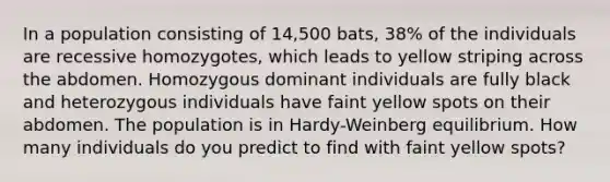 In a population consisting of 14,500 bats, 38% of the individuals are recessive homozygotes, which leads to yellow striping across the abdomen. Homozygous dominant individuals are fully black and heterozygous individuals have faint yellow spots on their abdomen. The population is in Hardy-Weinberg equilibrium. How many individuals do you predict to find with faint yellow spots?