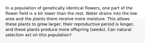 In a population of genetically identical flowers, one part of the flower field is a bit lower than the rest. Water drains into the low area and the plants there receive more moisture. This allows these plants to grow larger, their reproductive period is longer, and these plants produce more offspring (seeds). Can natural selection act on this population?