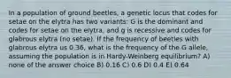 In a population of ground beetles, a genetic locus that codes for setae on the elytra has two variants: G is the dominant and codes for setae on the elytra, and g is recessive and codes for glabrous elytra (no setae). If the frequency of beetles with glabrous elytra us 0.36, what is the frequency of the G allele, assuming the population is in Hardy-Weinberg equilibrium? A) none of the answer choice B) 0.16 C) 0.6 D) 0.4 E) 0.64