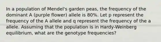 In a population of Mendel's garden peas, the frequency of the dominant A (purple flower) allele is 80%. Let p represent the frequency of the A allele and q represent the frequency of the a allele. Assuming that the population is in Hardy-Weinberg equilibrium, what are the genotype frequencies?