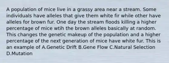 A population of mice live in a grassy area near a stream. Some individuals have alleles that give them white fir while other have alleles for brown fur. One day the stream floods killing a higher percentage of mice wtih the brown alleles basically at random. This changes the genetic makeup of the population and a higher percentage of the next generation of mice have white fur. This is an example of A.Genetic Drift B.Gene Flow C.Natural Selection D.Mutation