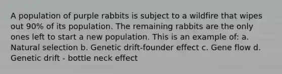 A population of purple rabbits is subject to a wildfire that wipes out 90% of its population. The remaining rabbits are the only ones left to start a new population. This is an example of: a. Natural selection b. Genetic drift-founder effect c. Gene flow d. Genetic drift - bottle neck effect