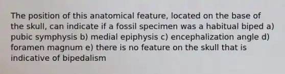 The position of this anatomical feature, located on the base of the skull, can indicate if a fossil specimen was a habitual biped a) pubic symphysis b) medial epiphysis c) encephalization angle d) foramen magnum e) there is no feature on the skull that is indicative of bipedalism