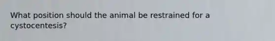 What position should the animal be restrained for a cystocentesis?