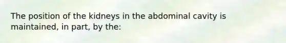 The position of the kidneys in the abdominal cavity is maintained, in part, by the: