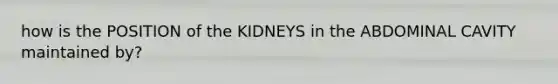 how is the POSITION of the KIDNEYS in the ABDOMINAL CAVITY maintained by?