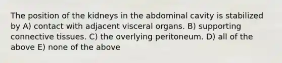 The position of the kidneys in the abdominal cavity is stabilized by A) contact with adjacent visceral organs. B) supporting connective tissues. C) the overlying peritoneum. D) all of the above E) none of the above