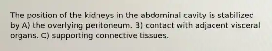 The position of the kidneys in the abdominal cavity is stabilized by A) the overlying peritoneum. B) contact with adjacent visceral organs. C) supporting connective tissues.