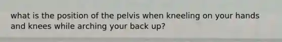 what is the position of the pelvis when kneeling on your hands and knees while arching your back up?