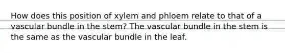 How does this position of xylem and phloem relate to that of a vascular bundle in the stem? The vascular bundle in the stem is the same as the vascular bundle in the leaf.