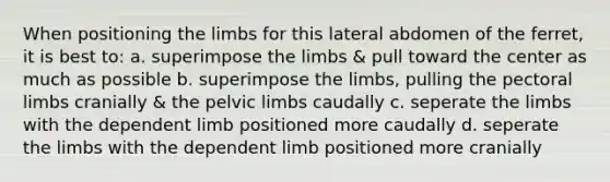 When positioning the limbs for this lateral abdomen of the ferret, it is best to: a. superimpose the limbs & pull toward the center as much as possible b. superimpose the limbs, pulling the pectoral limbs cranially & the pelvic limbs caudally c. seperate the limbs with the dependent limb positioned more caudally d. seperate the limbs with the dependent limb positioned more cranially