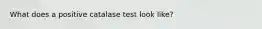 What does a positive catalase test look like?