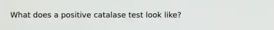 What does a positive catalase test look like?