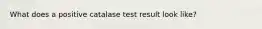 What does a positive catalase test result look like?