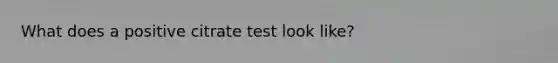 What does a positive citrate test look like?