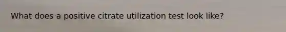 What does a positive citrate utilization test look like?