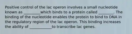 Positive control of the lac operon involves a small nucleotide known as _________which binds to a protein called ________. The binding of the nucleotide enables the protein to bind to DNA in the regulatory region of the lac operon. This binding increases the ability of ____________to transcribe lac genes.