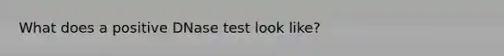 What does a positive DNase test look like?