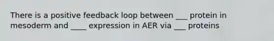 There is a positive feedback loop between ___ protein in mesoderm and ____ expression in AER via ___ proteins