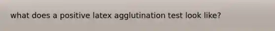 what does a positive latex agglutination test look like?