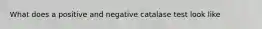 What does a positive and negative catalase test look like