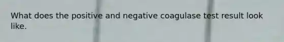 What does the positive and negative coagulase test result look like.