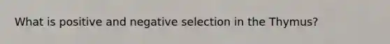 What is positive and negative selection in the Thymus?