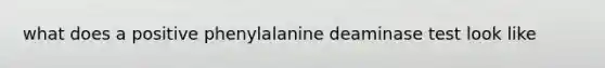 what does a positive phenylalanine deaminase test look like