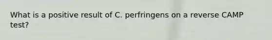 What is a positive result of C. perfringens on a reverse CAMP test?