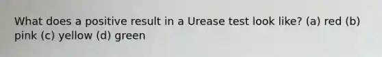 What does a positive result in a Urease test look like? (a) red (b) pink (c) yellow (d) green