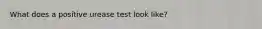 What does a positive urease test look like?