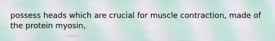 possess heads which are crucial for muscle contraction, made of the protein myosin,