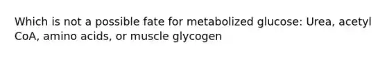 Which is not a possible fate for metabolized glucose: Urea, acetyl CoA, amino acids, or muscle glycogen