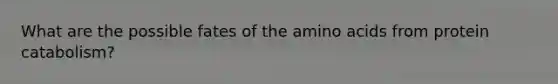 What are the possible fates of the amino acids from protein catabolism?