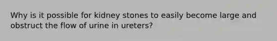 Why is it possible for kidney stones to easily become large and obstruct the flow of urine in ureters?