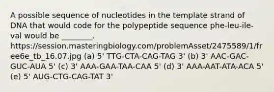 A possible sequence of nucleotides in the template strand of DNA that would code for the polypeptide sequence phe-leu-ile-val would be ________. https://session.masteringbiology.com/problemAsset/2475589/1/free6e_tb_16.07.jpg (a) 5' TTG-CTA-CAG-TAG 3' (b) 3' AAC-GAC-GUC-AUA 5' (c) 3' AAA-GAA-TAA-CAA 5' (d) 3' AAA-AAT-ATA-ACA 5' (e) 5' AUG-CTG-CAG-TAT 3'