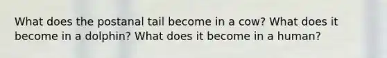 What does the postanal tail become in a cow? What does it become in a dolphin? What does it become in a human?
