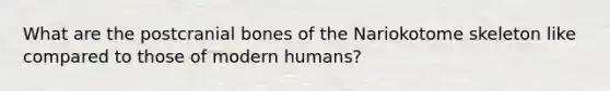 What are the postcranial bones of the Nariokotome skeleton like compared to those of modern humans?