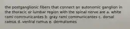 the postganglionic fibers that connect an autonomic ganglion in the thoracic or lumbar region with the spinal nerve are a. white rami communicantes b. gray rami communicantes c. dorsal ramus d. ventral ramus e. dermatomes