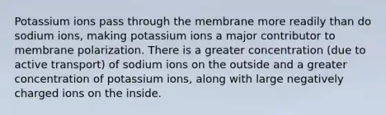 Potassium ions pass through the membrane more readily than do sodium ions, making potassium ions a major contributor to membrane polarization. There is a greater concentration (due to active transport) of sodium ions on the outside and a greater concentration of potassium ions, along with large negatively charged ions on the inside.