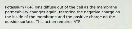 Potassium (K+) ions diffuse out of the cell as the membrane permeability changes again, restoring the negative charge on the inside of the membrane and the positive charge on the outside surface. This action requires ATP