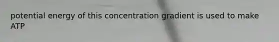 potential energy of this concentration gradient is used to make ATP