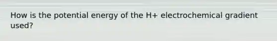 How is the potential energy of the H+ electrochemical gradient used?